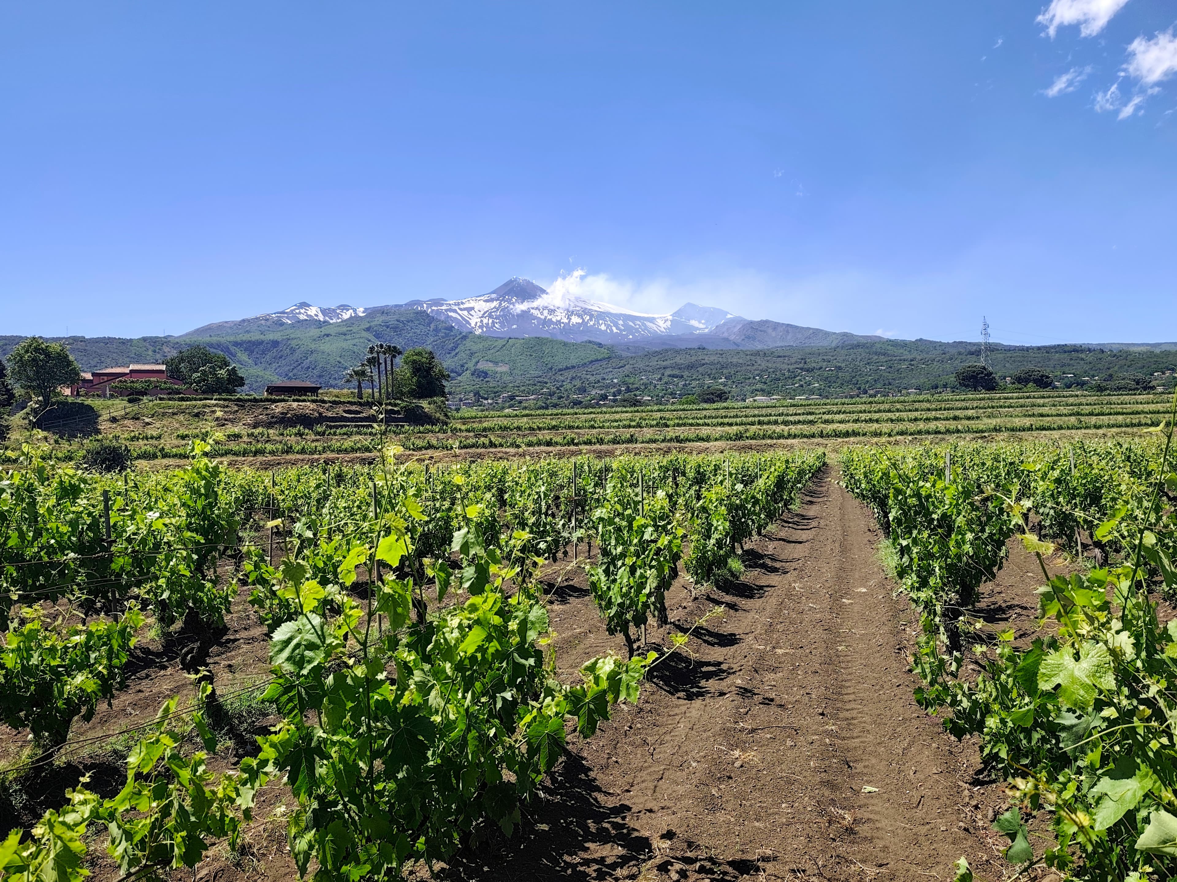 Vineyards on the slopes of Mount Etna with panoramic volcano views during a Sicily winery tour from Catania Cruise Port.