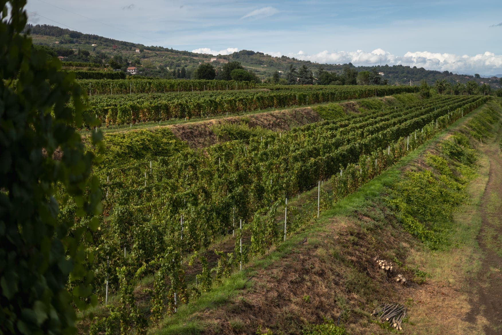 Wine and Food Tour on Etna's Slope