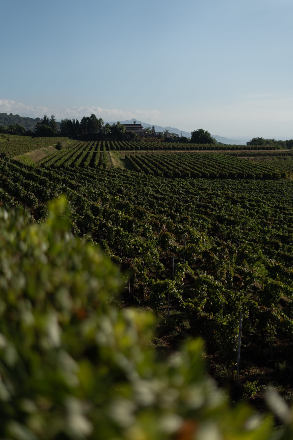 One of the best winery on Etna slope