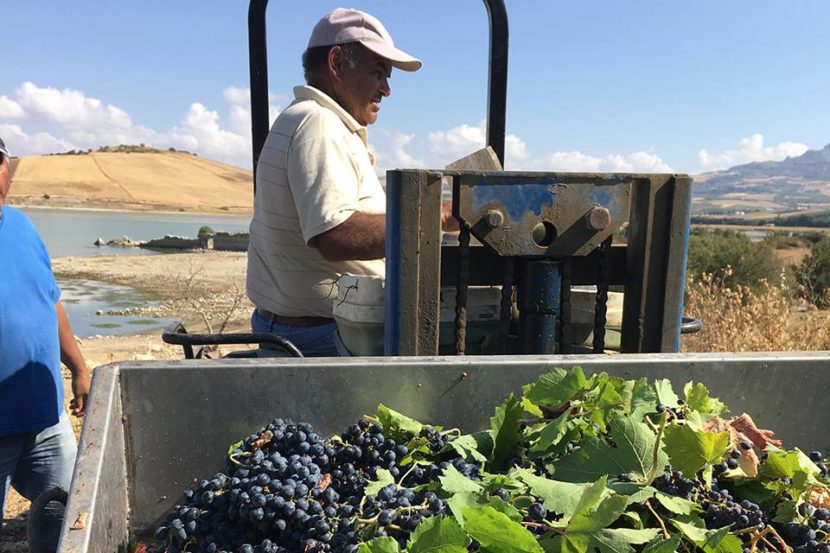 In the last few years the quality of Sicilian wines has steadily improved due to better vine growing techniques and new wine ageinIg methods..