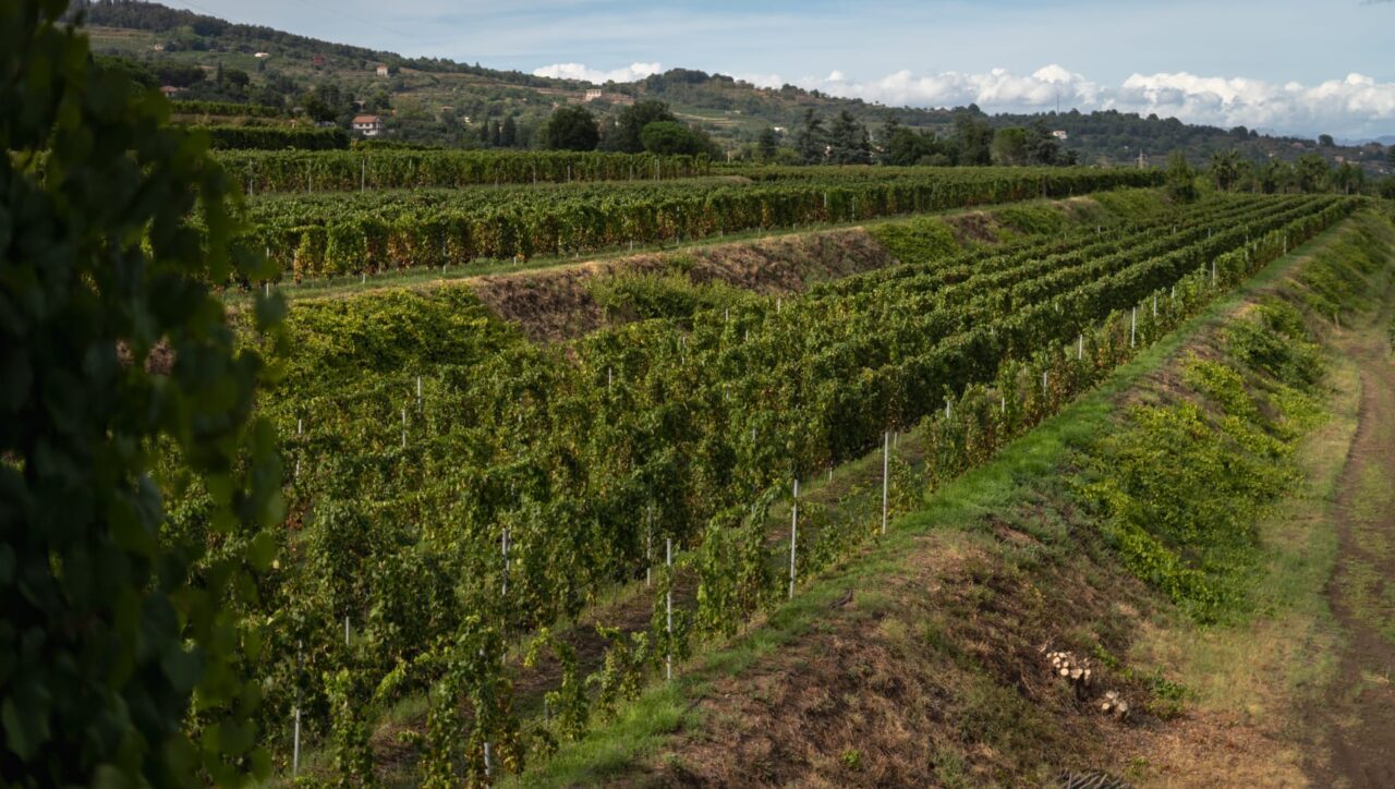 Etna wine and honey tour tasting experience Mount Etna slopes